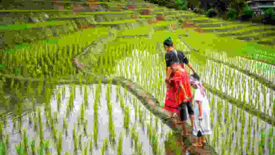 Rice Terraces at Muang Chai