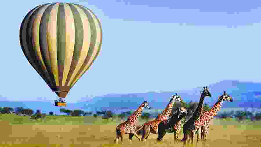 Embark on a hot-air balloon safari for an extraordinary view of Serengeti National Park