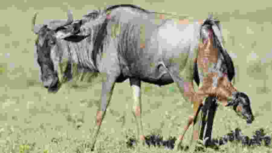 Witness the wildlife at Serengeti National Park