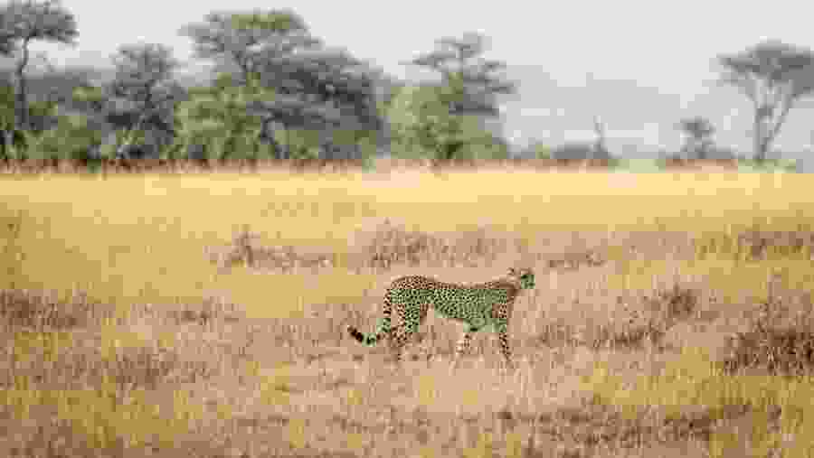 Serengeti savanna