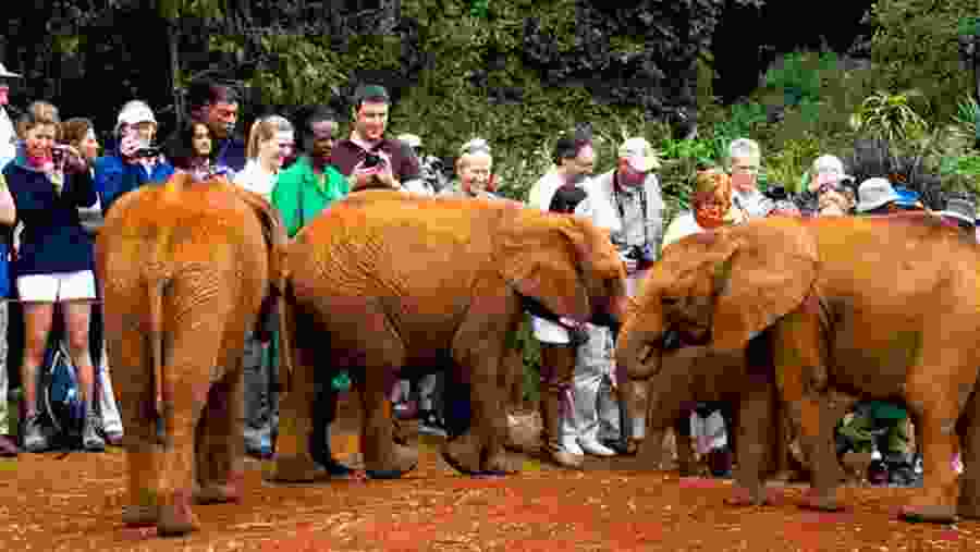 Elephant Orphanage