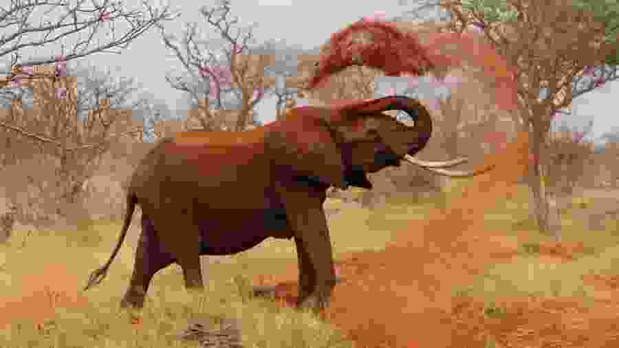 Elephant