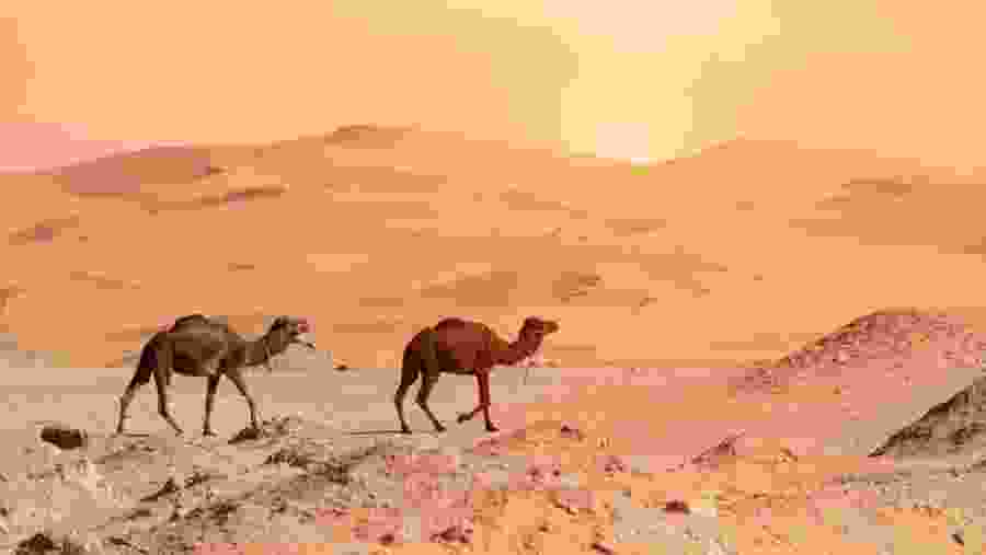 Merzouga
