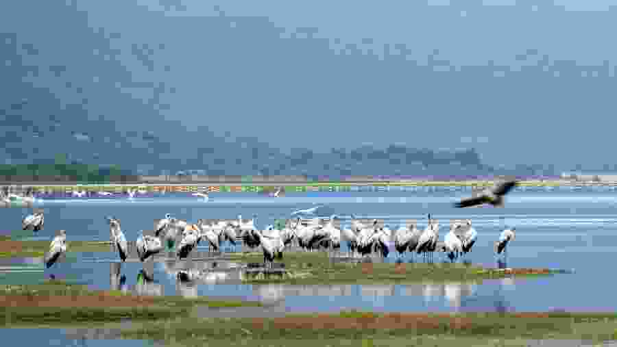 Spot the unique birdlife