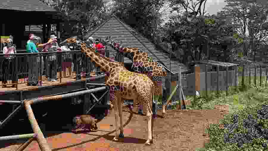 Giraffe Centre in Nairobi
