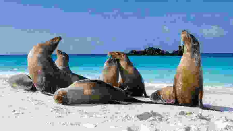 Galapagos Sea Lions On Beach