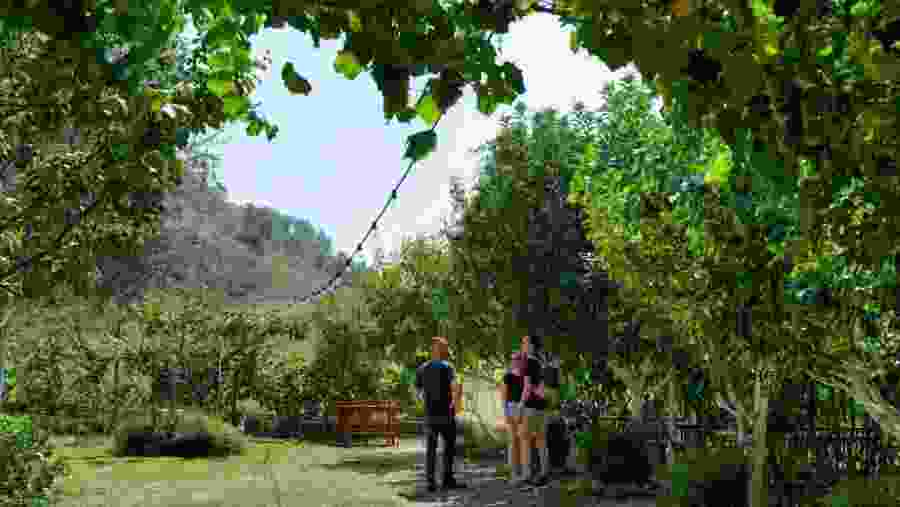 Gjirokaster: Vineyard & Wine Tasting Experience