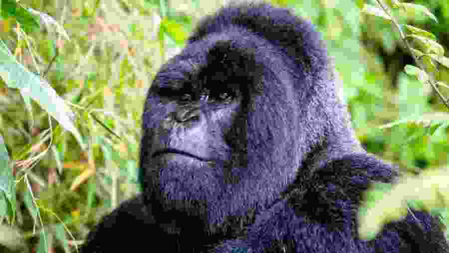 Gorilla spotted while trekking in Bwindi