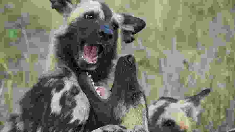 Witness the wildlife