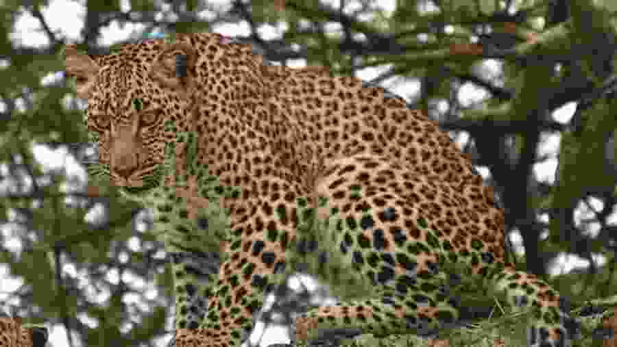 Leopard
