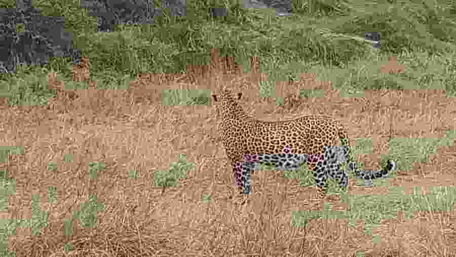 Footprints in the Savannah