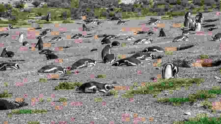 Witness the wildlife