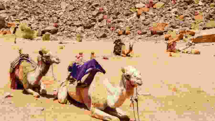 Camels in Sharm El-Sheikh