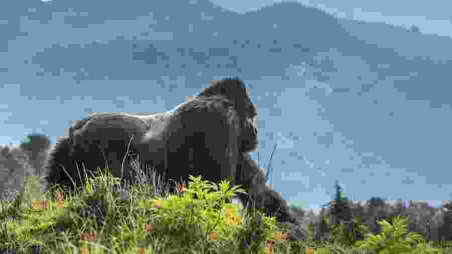 Volcanoes National Park, Rwanda