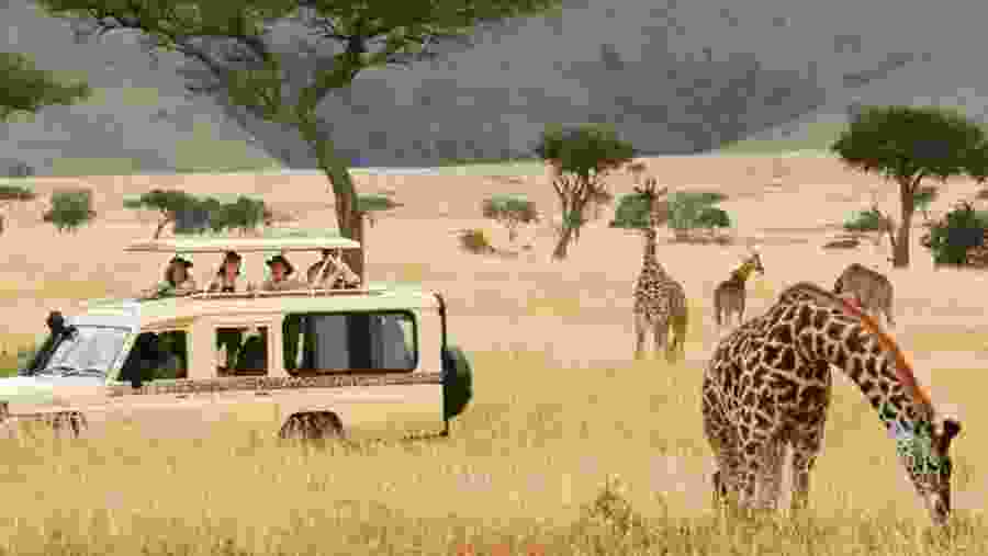 Witness the African wildlife