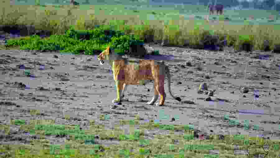 Spot the Big 5 in the Maasai Mara National Reserve