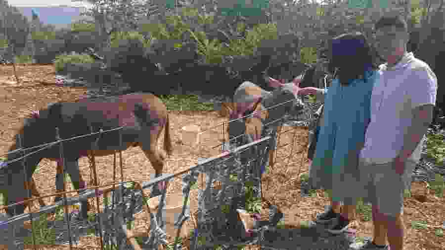 Meet donkeys at the local farms