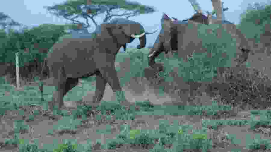 Spot elephants in Tsavo East National Park
