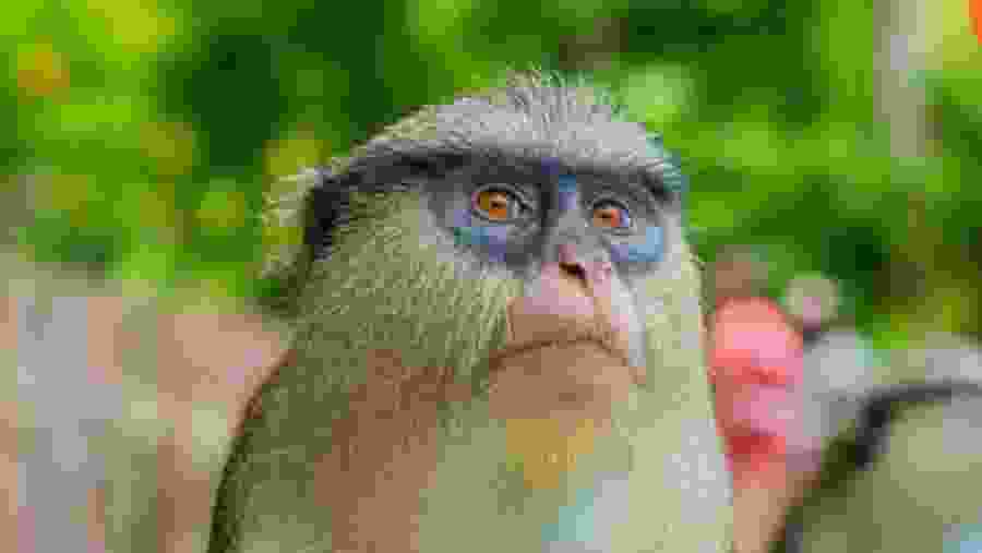 Monkey Species