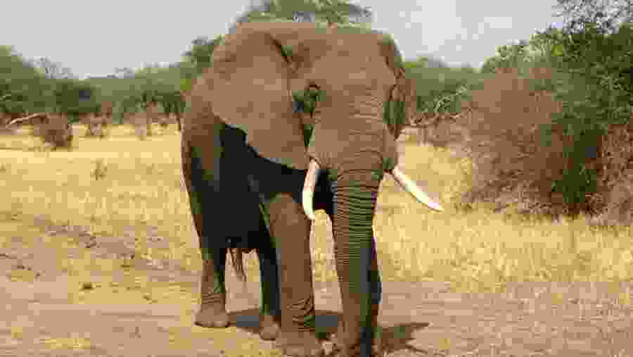 African Elephants