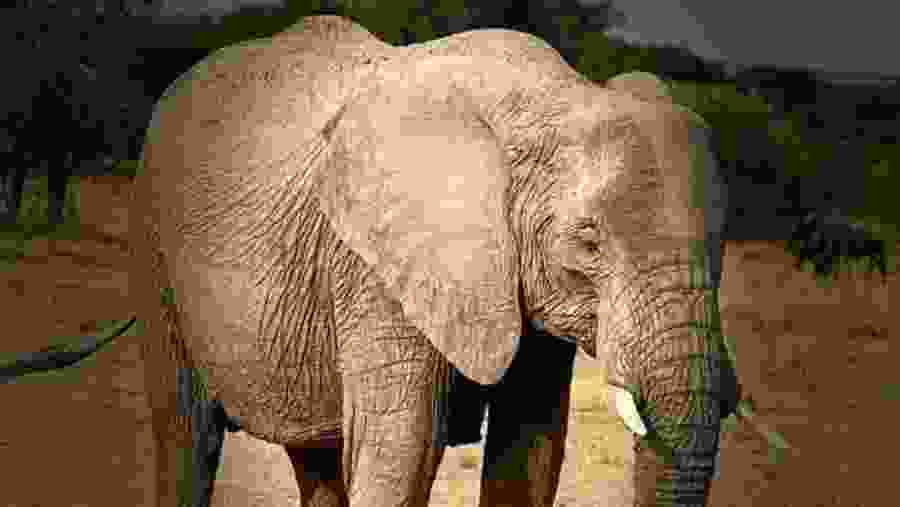 Spot the majestic African elephant