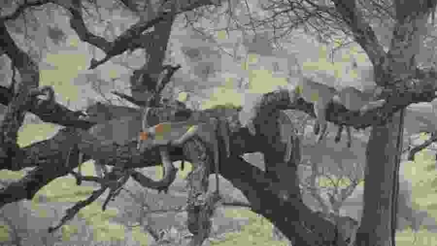 Sleeping Lions, Lake Manyara National Park, Tanzania