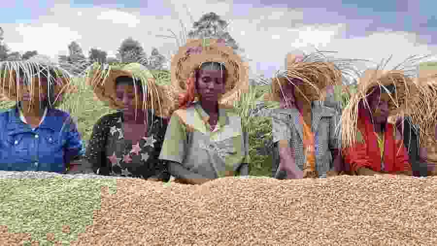 Ethiopia Coffee Tours