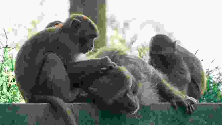 Son Tra peninsula is also known as Monkey Mountain