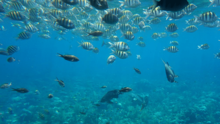View from the glass bottom boat