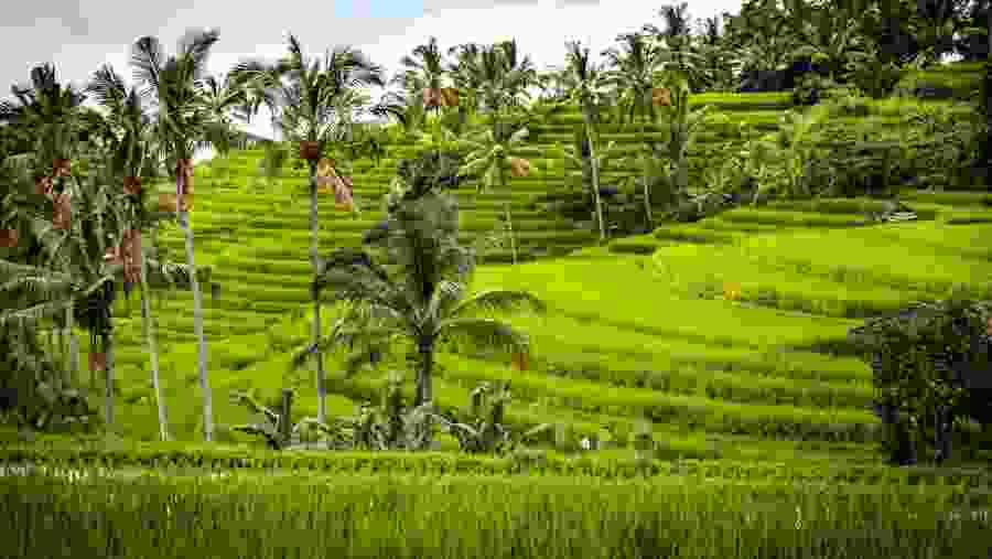 Jati Luih Rice Terrace
