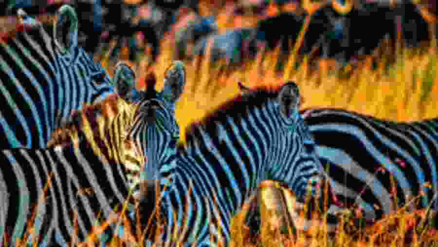 Tanzania Safari