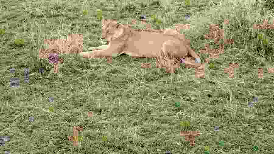 Lioness spotted at Tsavo Park