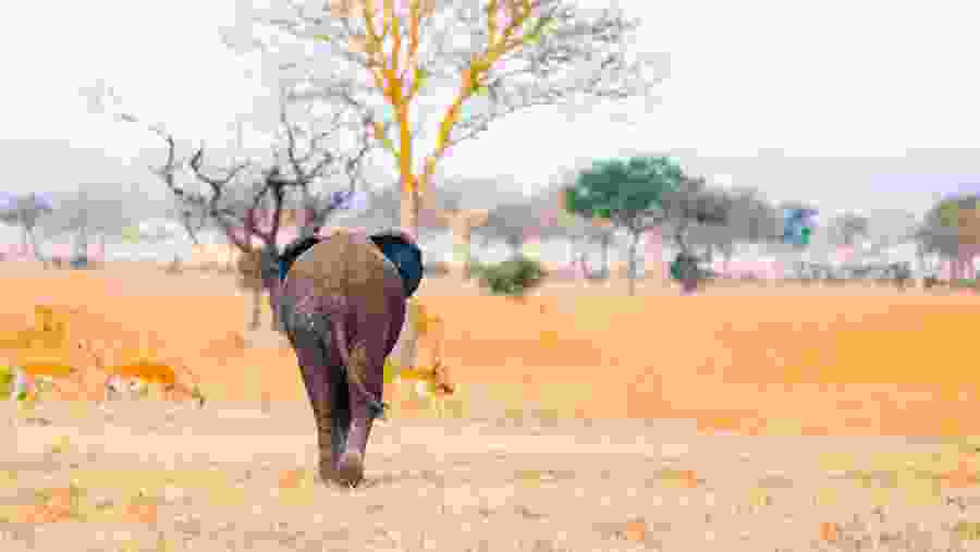 Take a safari tour of Mikumi National Park
