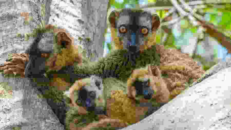 Brown lemur