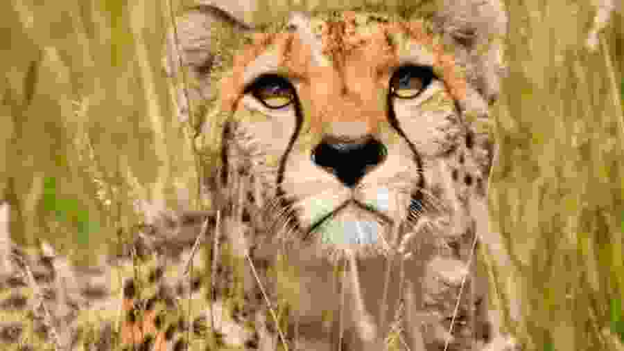 Wildlife Experience