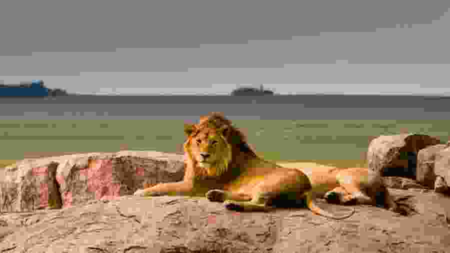 Lion at Serengeti National Park