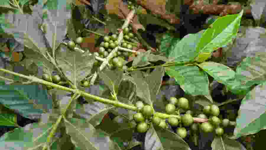 Local Coffee Tour near Materuni Waterfall