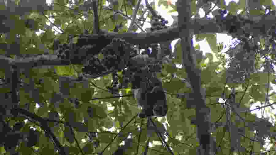 Sulawesi bear cuscus