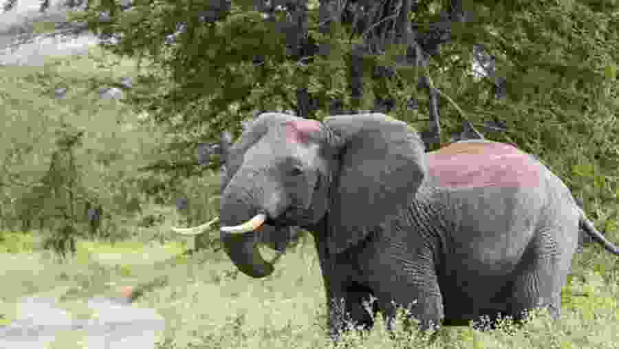 Elephants seen during safari
