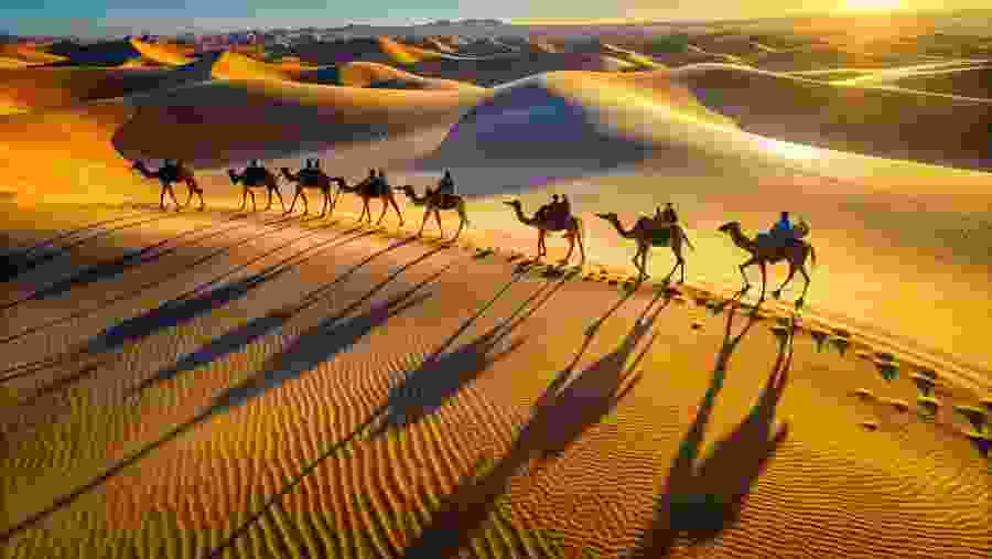 Camel ride