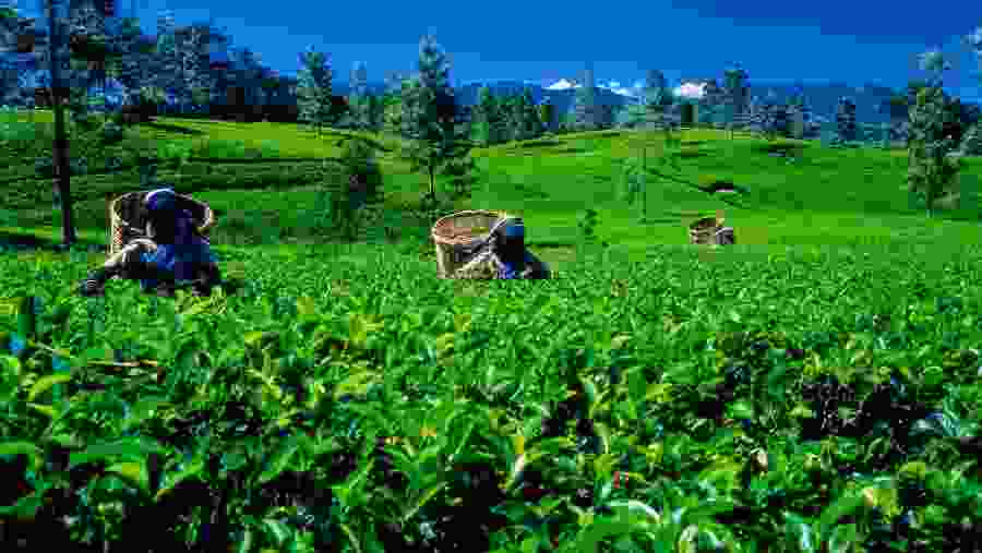 Tea plantation workers picking tea leaves