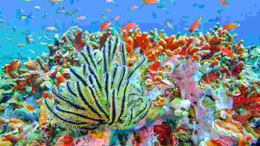 Snorkeling in Blue Lagoon