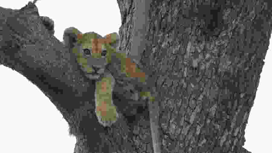 Spot the majestic tree climbing cubs