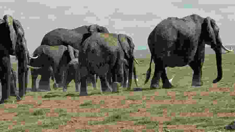 Amboseli