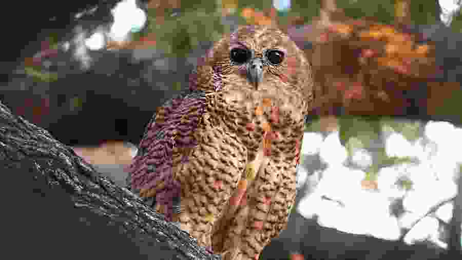 Owl