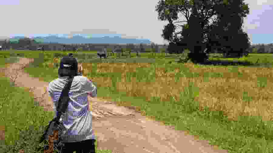 Enjoy the beauty of the paddy fields