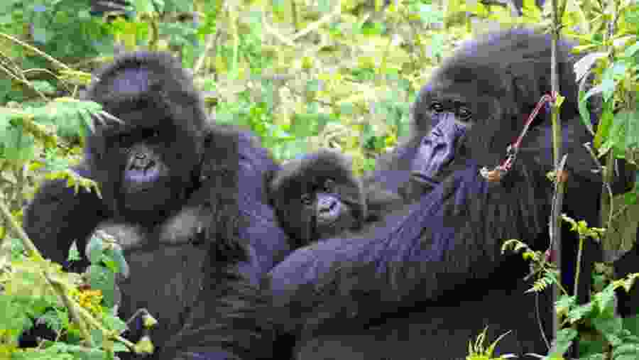 Chimpanzee and Gorilla Tracking