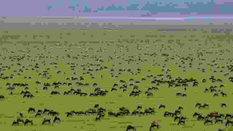 See Herds of Wildebeests in Serengeti