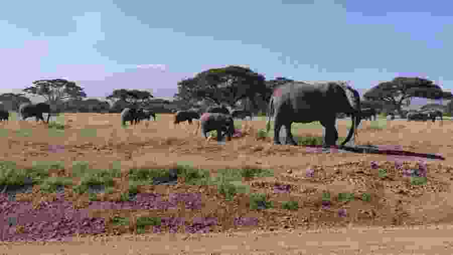 Herd of Elephants in Amboseli