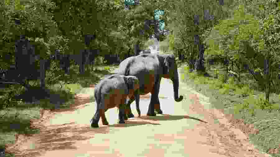 Elephants in Yala National Park